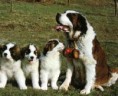 /album/galerie-photos/saint-bernard-bebes-jpg/